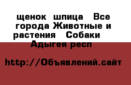 щенок  шпица - Все города Животные и растения » Собаки   . Адыгея респ.